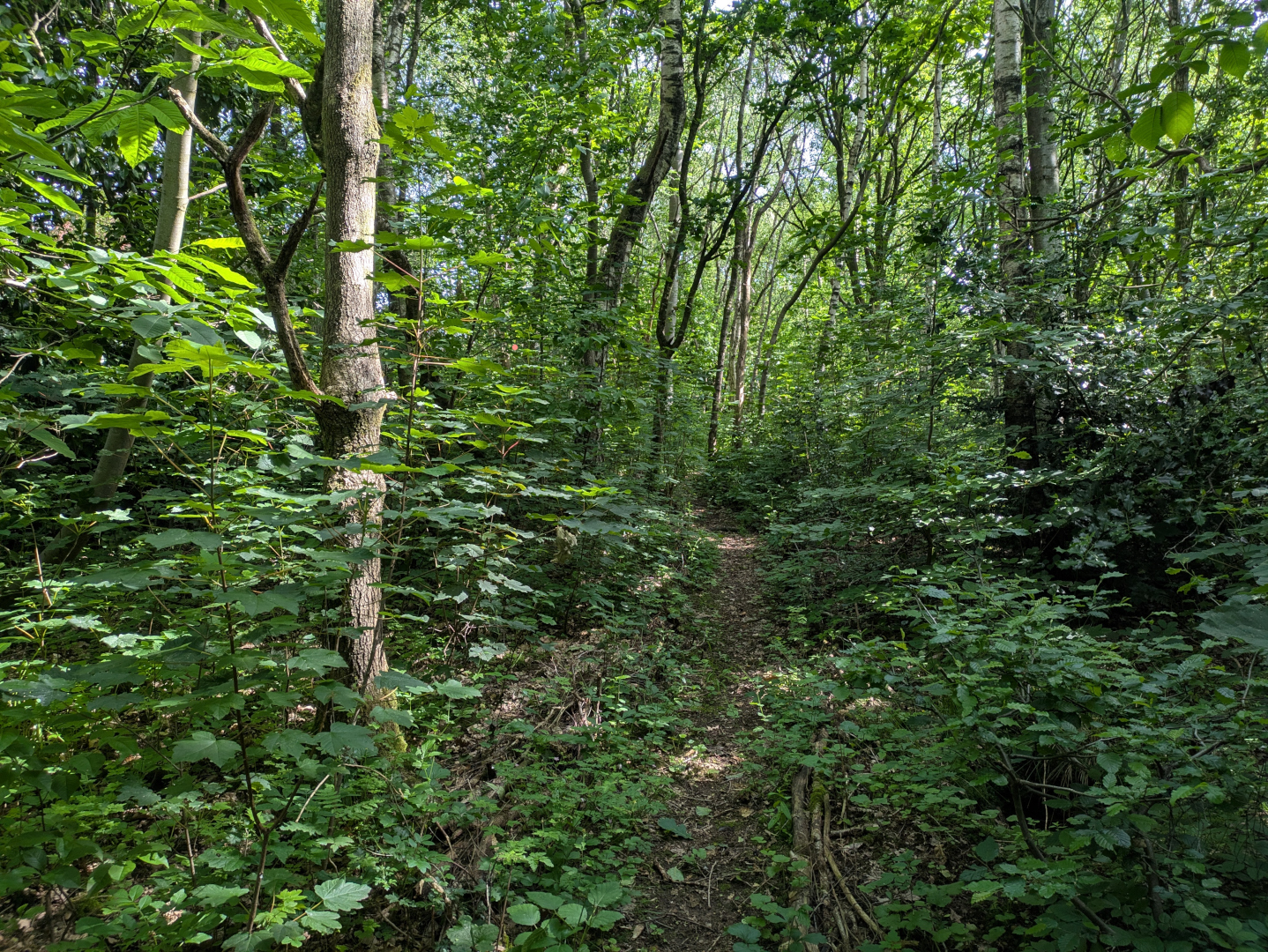 A path to the cottage
