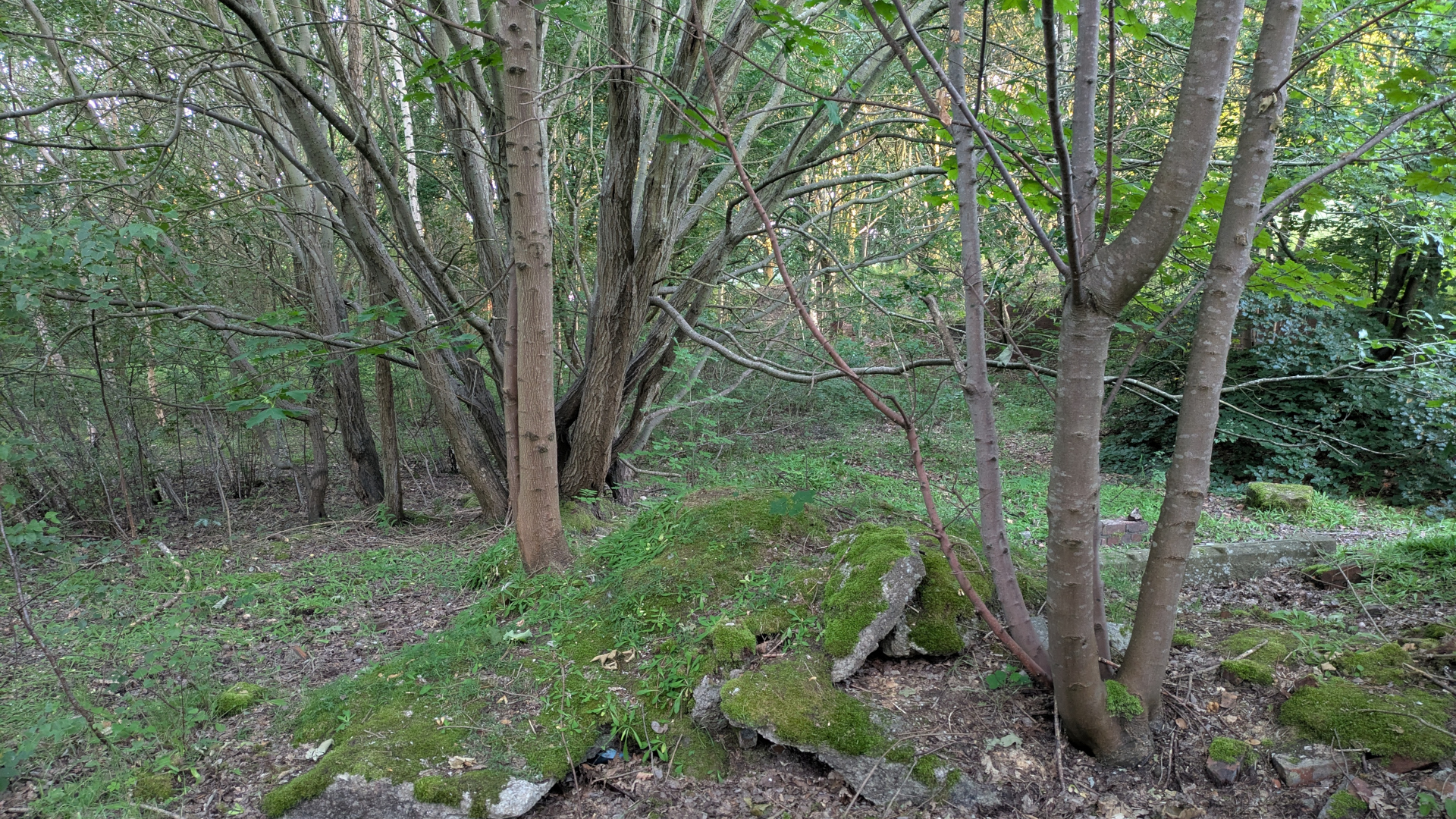 A path to the cottage