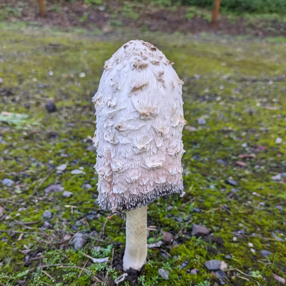 Shaggy Inkcap