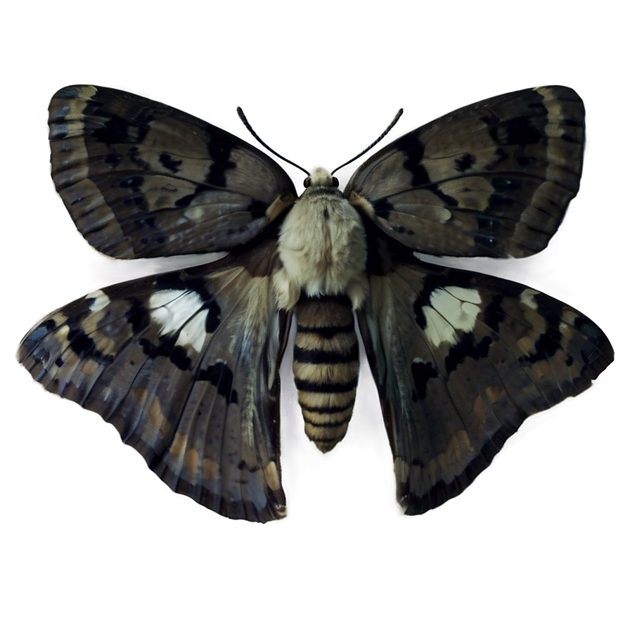 A brown moth