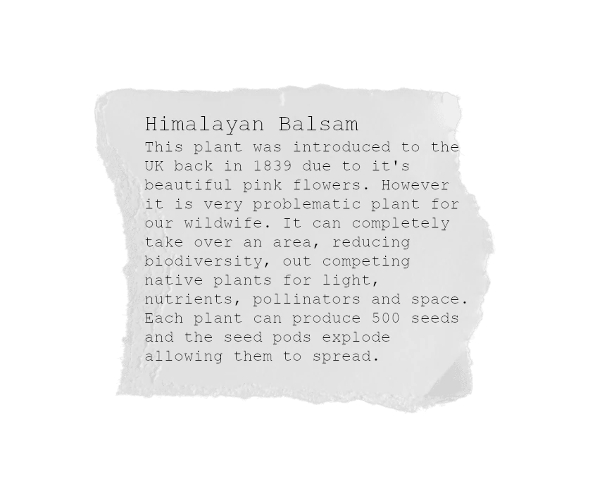 about himalayan balsam